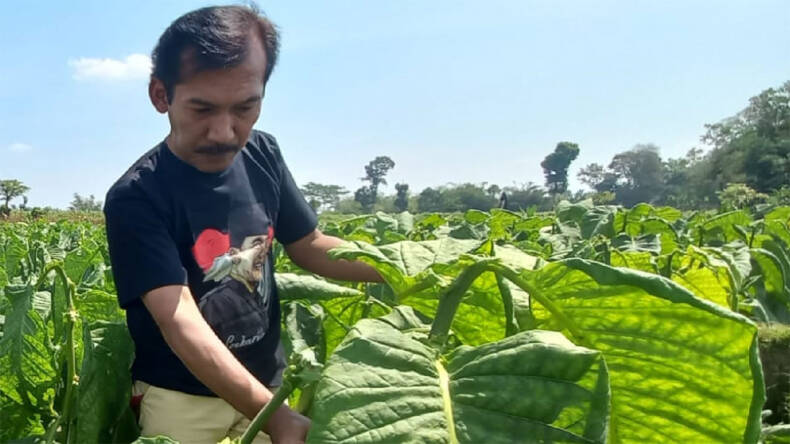 Banteng Blitar Ini Sukses Angkat Ekonomi Petani Tembakau Di Bumi