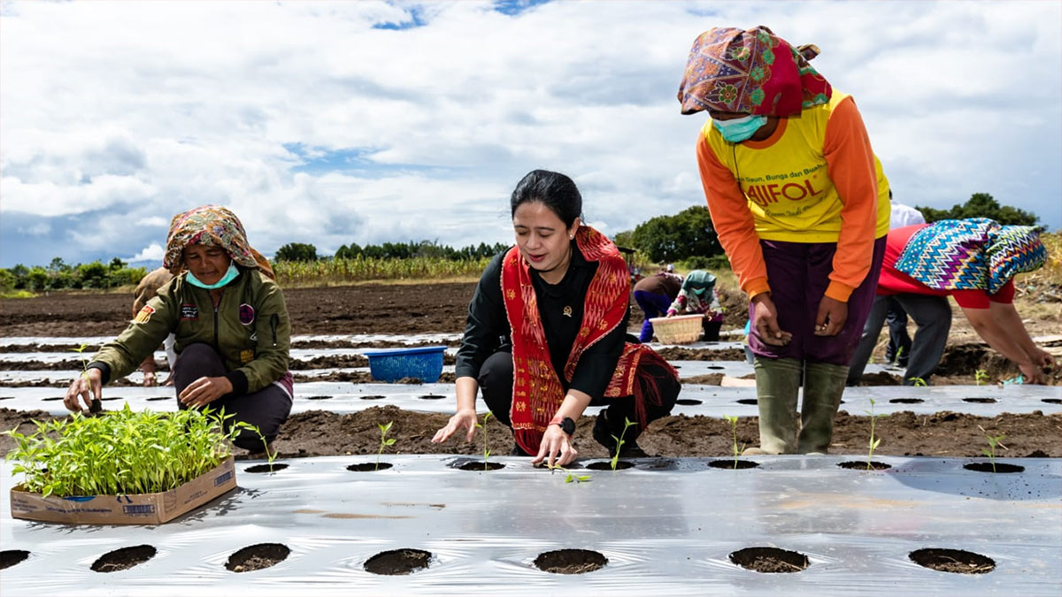 Banyak Sawah Terendam Banjir, Puan Desak Pemerintah Bantu Petani Atasi ...