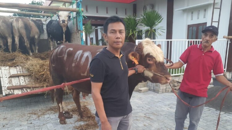 pdip jatim 260527 sapi malang kab